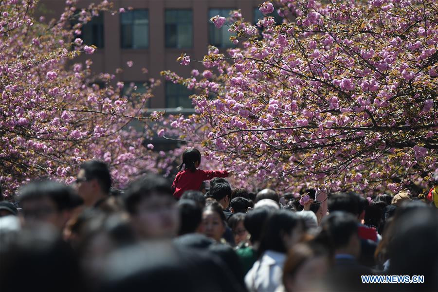 CHINA-ANHUI-HEFEI-CHERRY BLOSSOMS (CN)