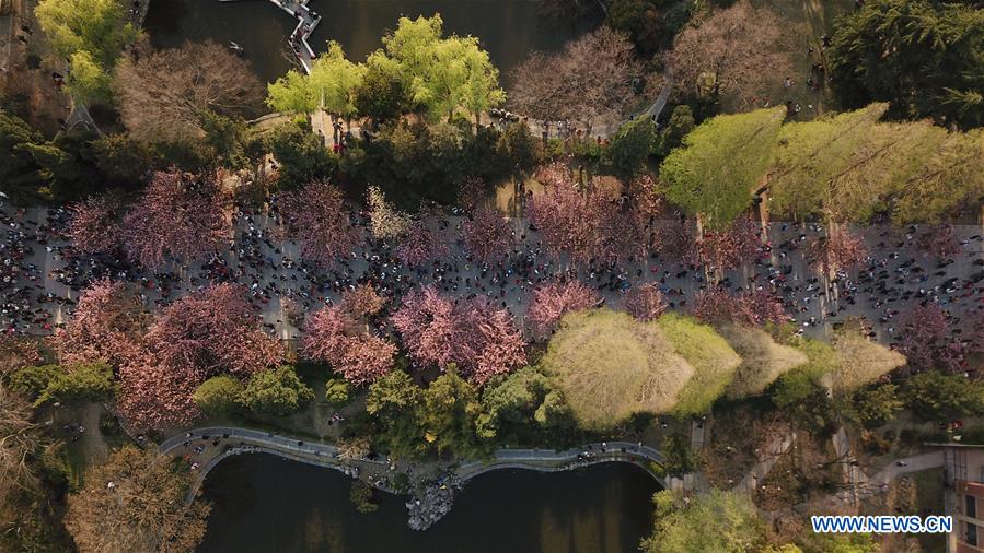 CHINA-ANHUI-HEFEI-CHERRY BLOSSOMS (CN)