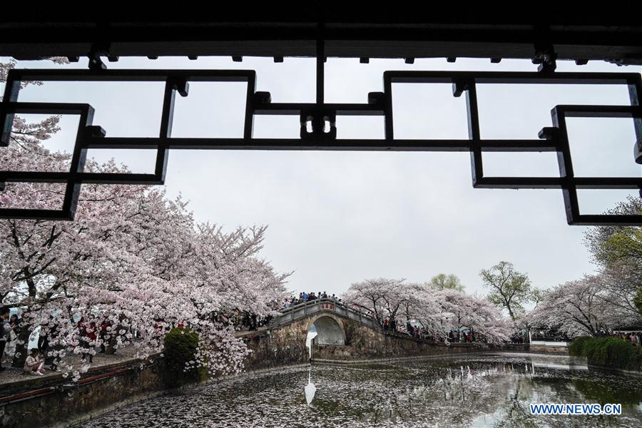 CHINA-JIANGSU-WUXI-CHERRY BLOSSOMS (CN)