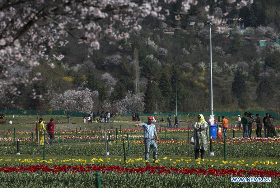 KASHMIR-SRINAGAR-SPRING-TULIPS