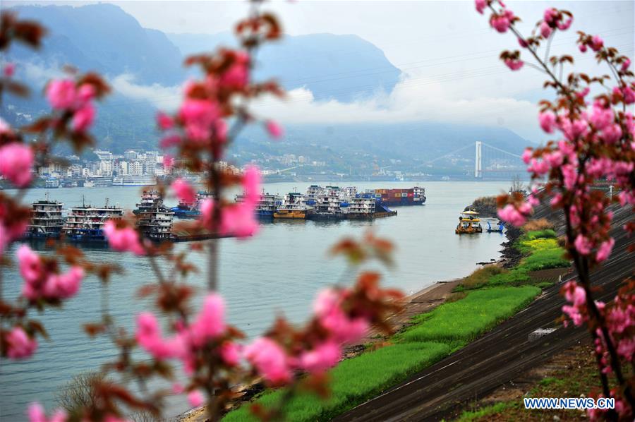 #CHINA-HUBEI-YICHANG-CHERRY BLOSSOMS (CN)