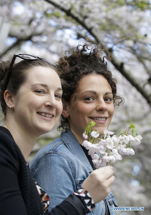 CANADA-VANCOUVER-CHERRY BLOSSOM FESTIVAL