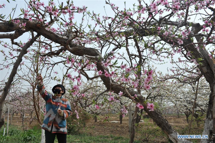 CHINA-HEBEI-SHENZHOU-FARM WORK (CN)