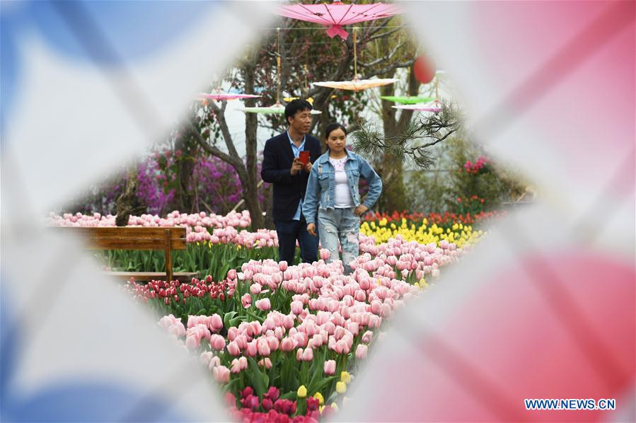 CHINA-GANSU-YUZHONG-TULIP (CN)