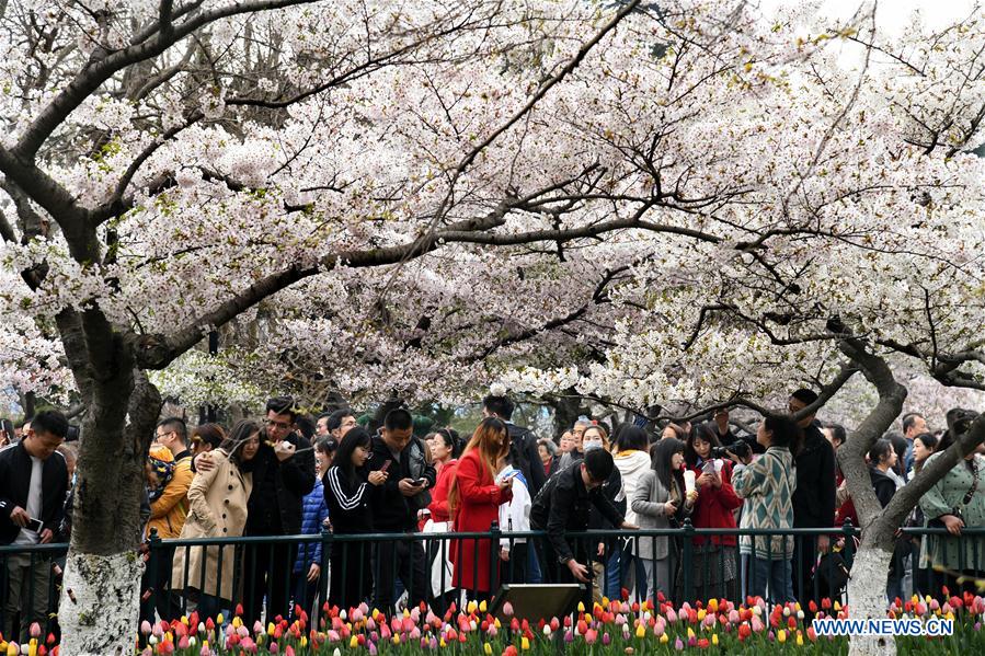 CHINA-QINGDAO-CHERRY BLOSSOMS (CN)