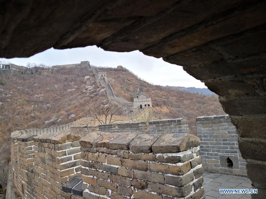 (Beijingcandid)CHINA-BEIJING-GREAT WALL-SPRING SCENERY (CN)