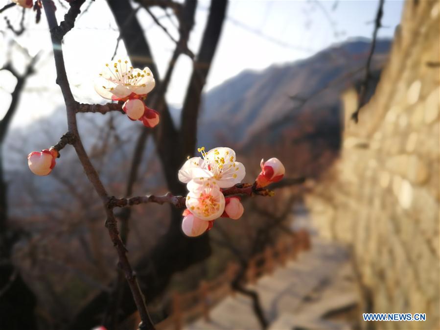 #(BeijingCandid)CHINA-BEIJING-GREAT WALL-SPRING SCENERY (CN*)