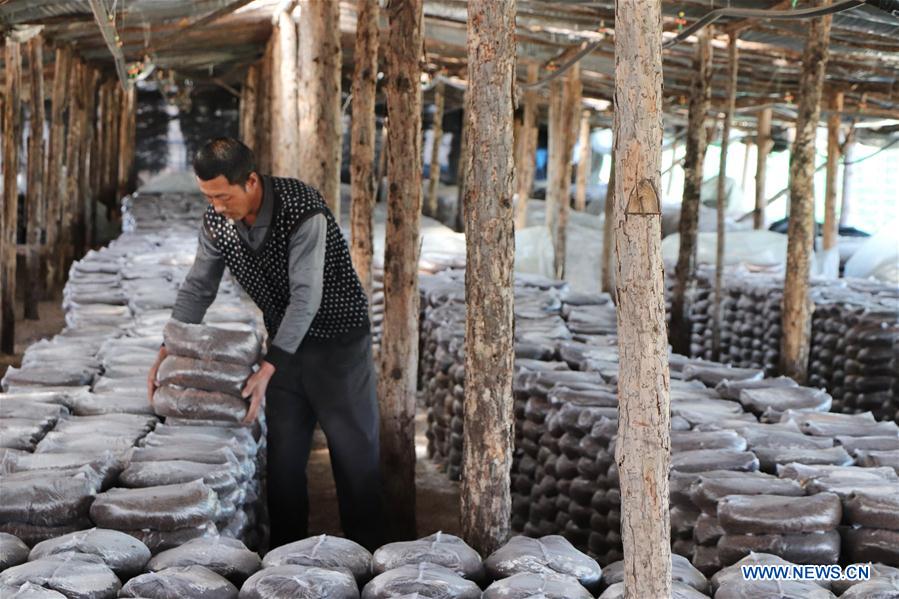 CHINA-INNER MONGOLIA-MUSHROOM CULTIVATION (CN)