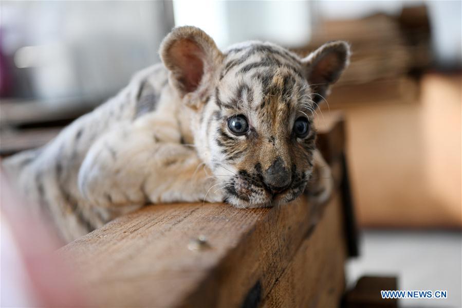 CHINA-HEILONGJIANG-HAILIN-TIGER CUBS (CN)