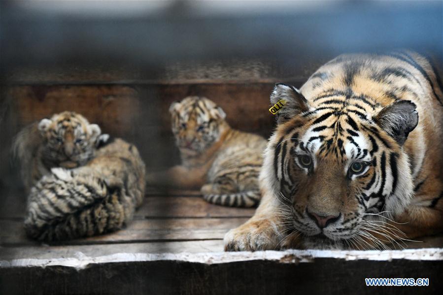 CHINA-HEILONGJIANG-HAILIN-TIGER CUBS (CN)