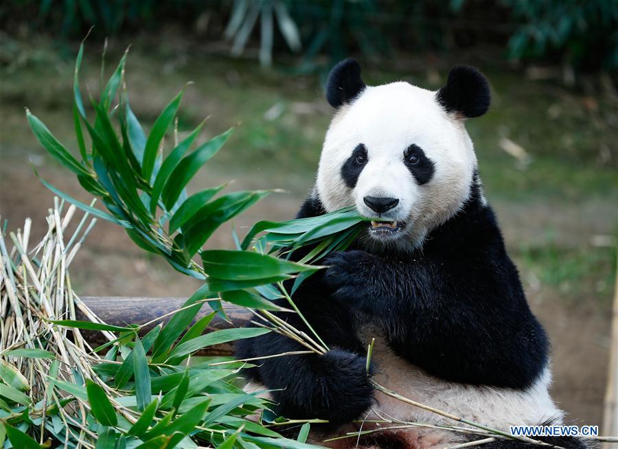 SOUTH KOREA-YONGIN-CHINA-GIANT PANDA