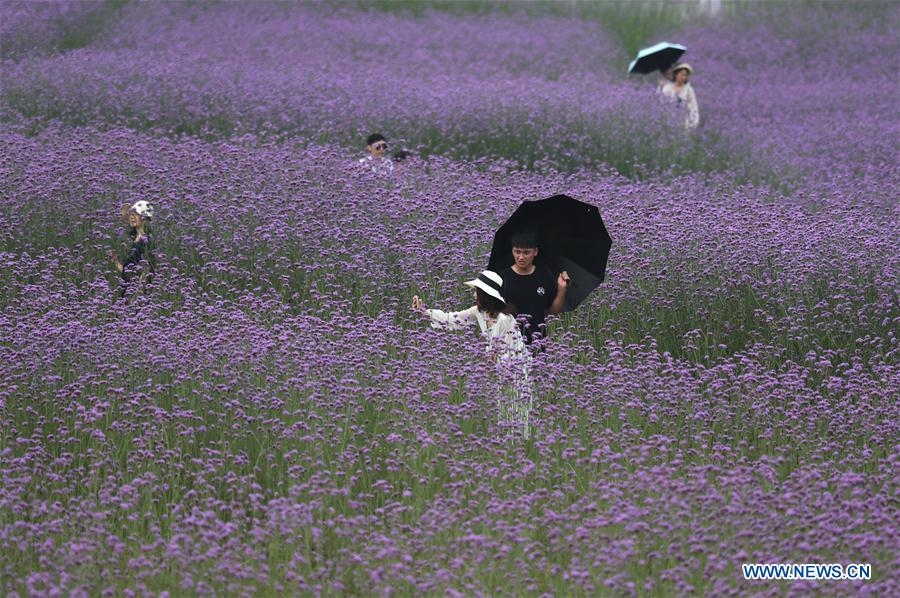 CHINA-GUANGXI-NANNING-FLOWER-TOURISM (CN)