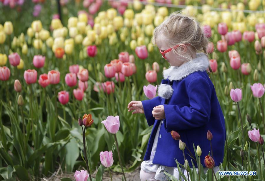 CANADA-ABBOTSFORD-TULIP FESTIVAL