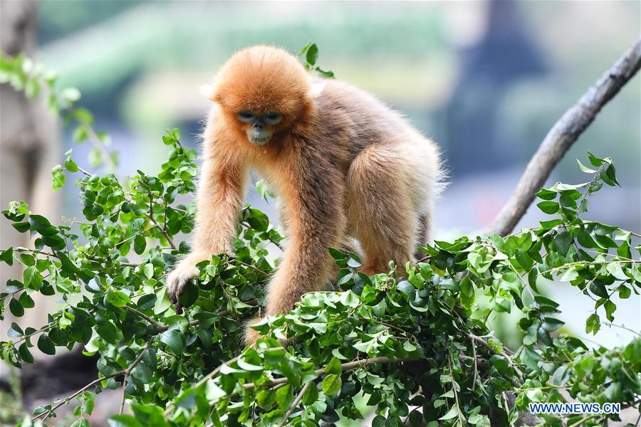 CHINA-GUANGZHOU-GOLDEN SNUB-NOSED MONKEY-NEWBORN (CN)