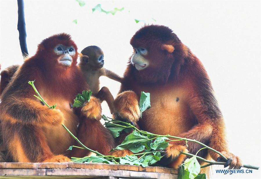 CHINA-GUANGZHOU-GOLDEN SNUB-NOSED MONKEY-NEWBORN (CN)