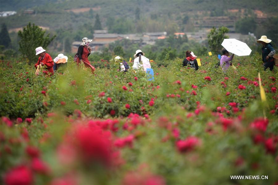 CHINA-YUNNAN-ROSE VALLEY (CN)