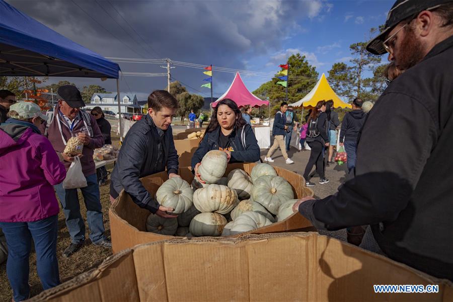 AUSTRALIA-COLLECTOR-PUMPKIN FESTIVAL