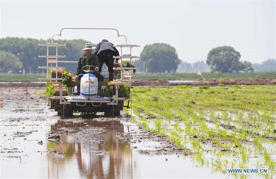 CHINA-AGRICULTURE-SALINE ALKALI SOIL (CN)