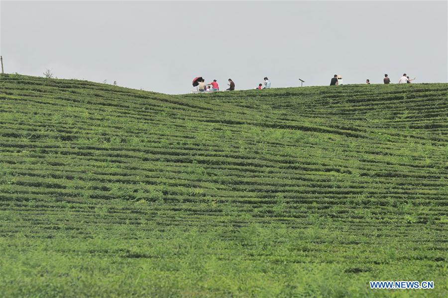 CHINA-GUIZHOU-TEA GARDEN (CN)