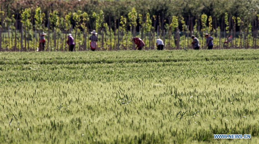 #CHINA-WHEAT-HARVEST (CN)