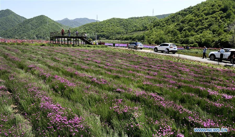 CHINA-SHAANXI-FLOWERS-TOURISM (CN)