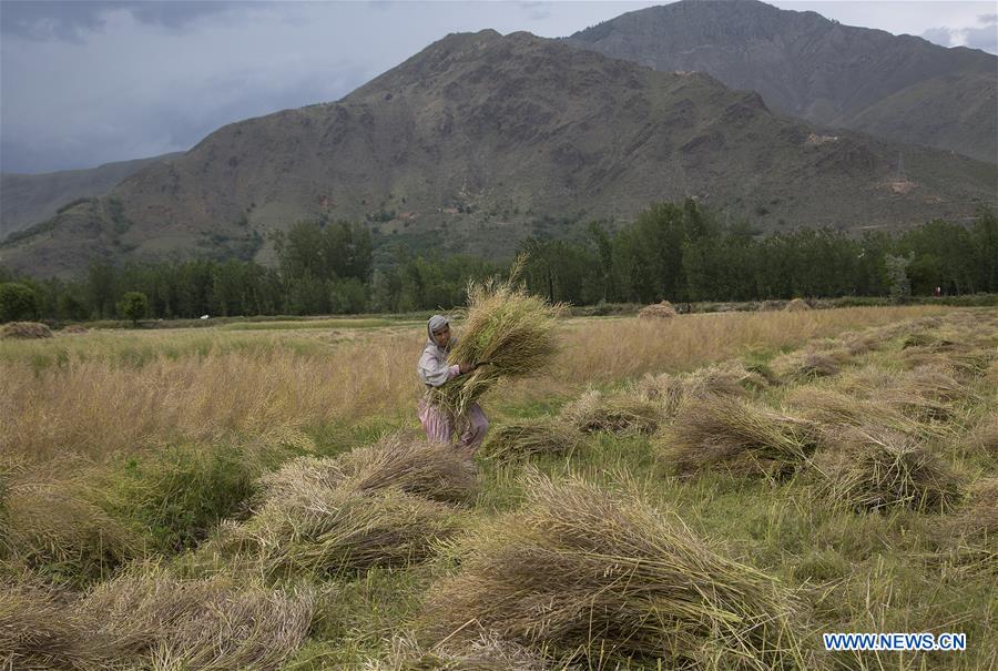 KASHMIR-SRINAGAR-MUSTARD-HARVEST