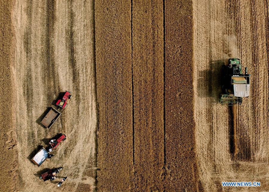 CHINA-HENAN-WHEAT-HARVEST (CN)