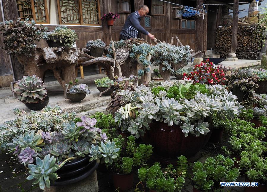 #CHINA-ZHEJIANG-LISHUI-SUCCULENT PLANTS (CN)