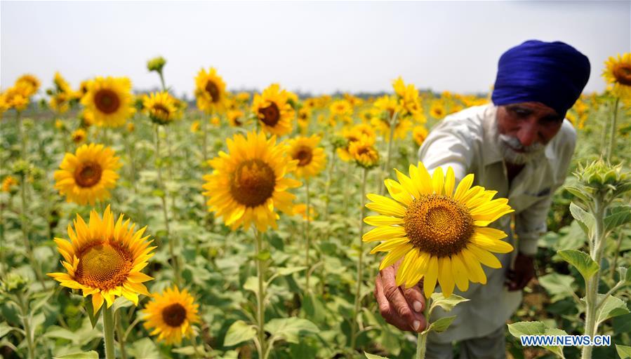 KASHMIR-JAMMU-SUNFLOWERS