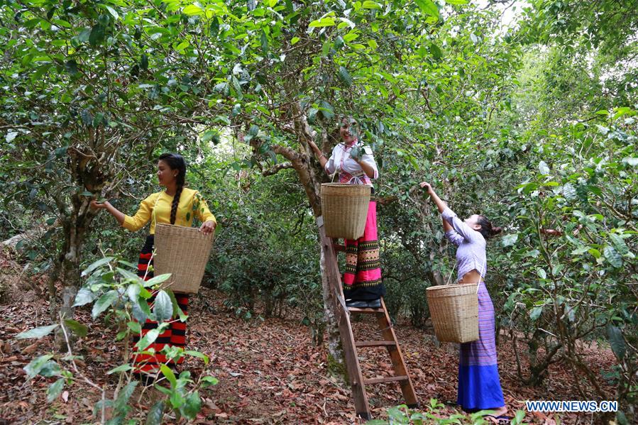 CHINA-YUNNAN-LANCANG-SCENERY AND TEA PLANTING (CN)