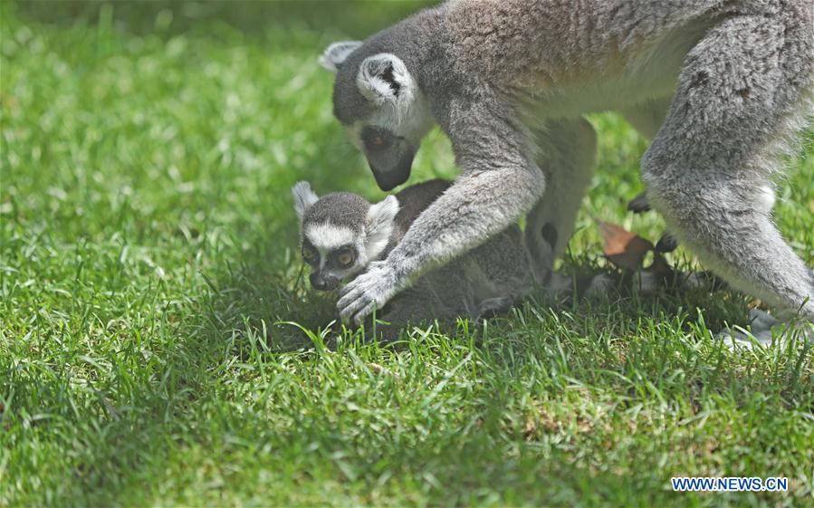 CHINA-SHENYANG-FOREST ZOOLOGICAL GARDEN-ANIMAL CUBS(CN)