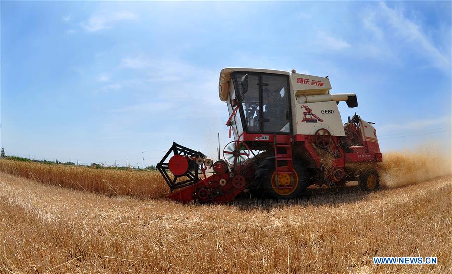 CHINA-HEBEI-CANGZHOU-WHEAT-HARVEST (CN)