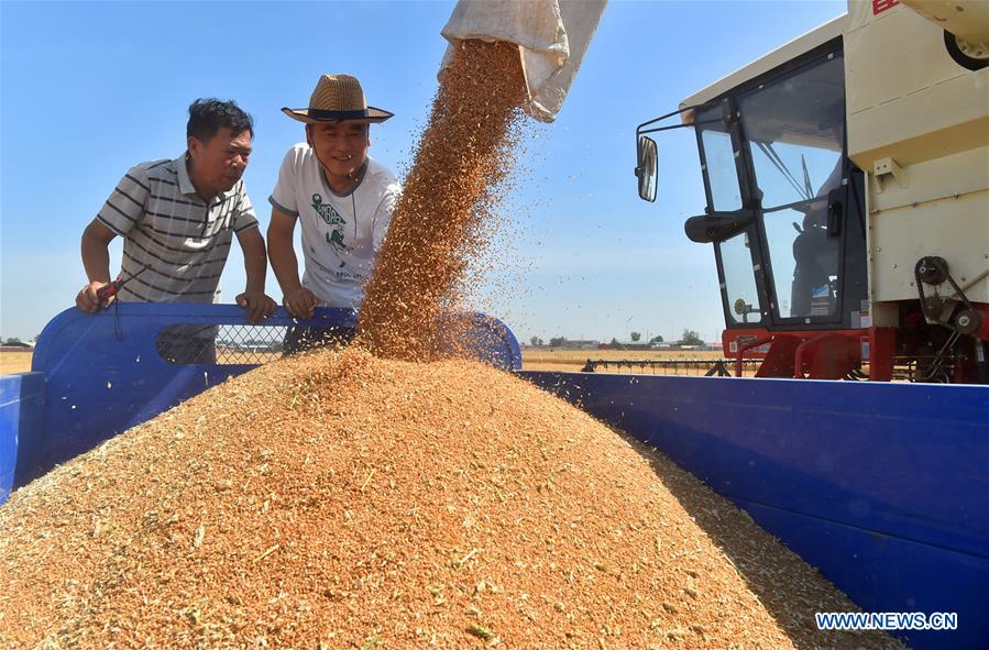 #CHINA-WHEAT-HARVEST (CN)