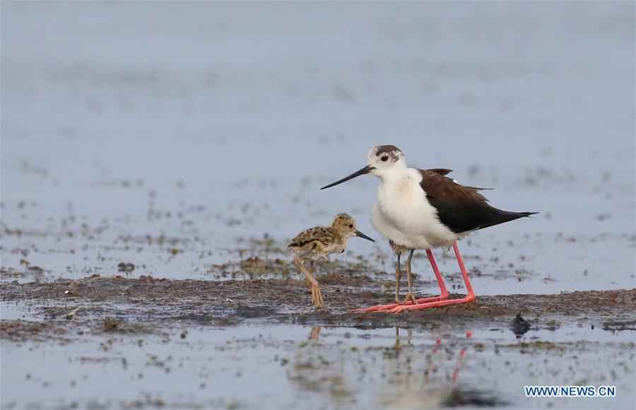 #CHINA-LIAONING-DALIAN-BLACK-WINGED STILT (CN)