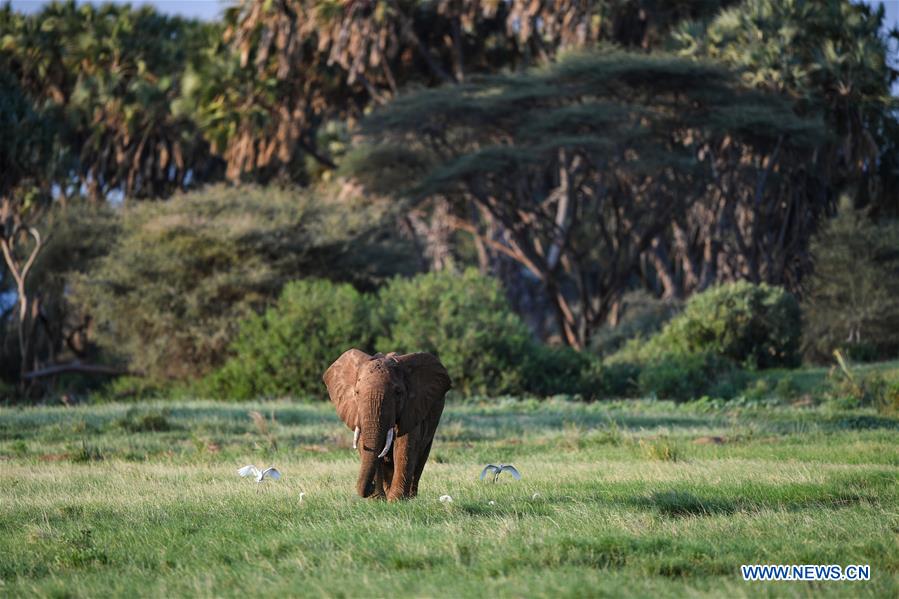 KENYA-SAMBURU-NATIONAL RESERVE