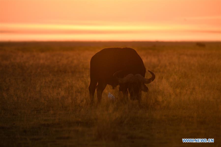 KENYA-AMBOSELI NATIONAL PARK-ANIMAL