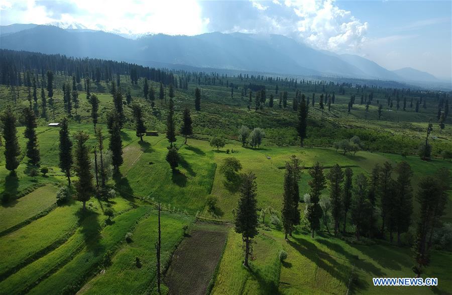 KASHMIR-SRINAGAR-AGRICULTURE