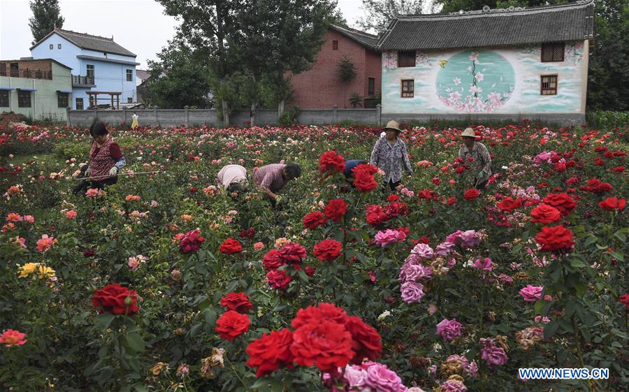 CHINA-SHAANXI-LUONAN-ROSE GARDEN (CN)