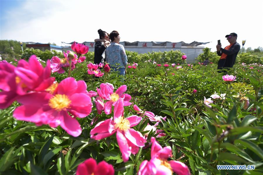 #CHINA-HEILONGJIANG-MUDANJIANG-PEONY-BLOSSOM