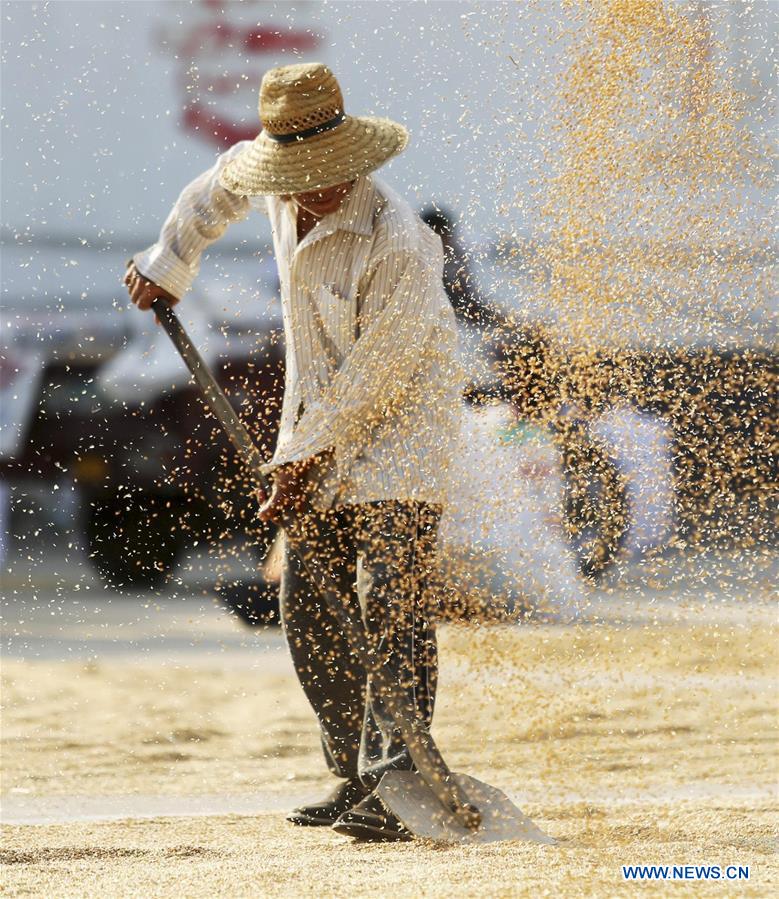 #CHINA-SUMMER CROPS-HARVEST (CN)