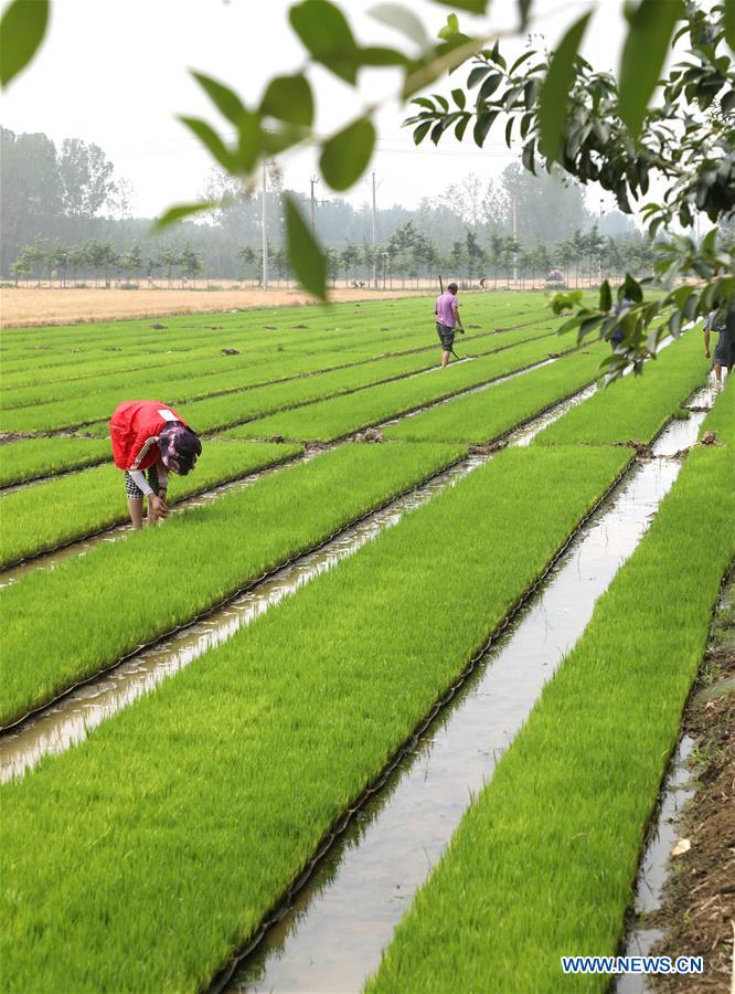 #CHINA-SUMMER SOLSTICE-FARMING (CN)