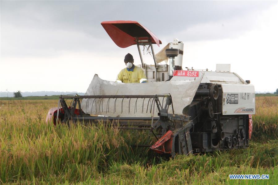 UGANDA-KALUNGU-CHINESE COMPANY-RICE-HARVEST