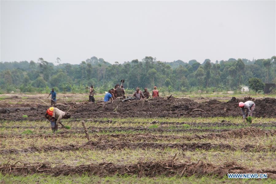 UGANDA-KALUNGU-CHINESE COMPANY-RICE-HARVEST