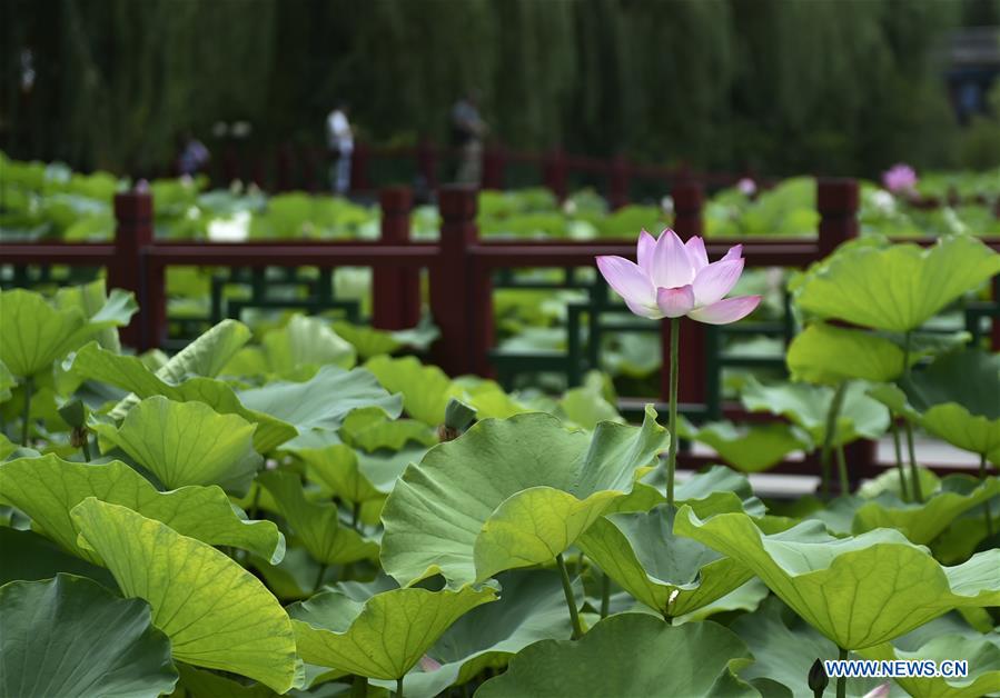 CHINA-HEBEI-XIANGHE-LOTUS FLOWERS (CN)