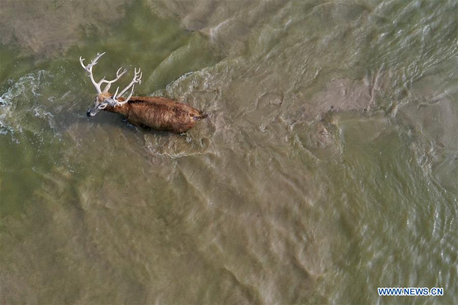 CHINA-JIANGSU-MILU NATIONAL NATURE RESERVE-POPULATION-GROWTH (CN)