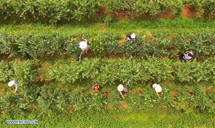 CHINA-CHONGQING-BLUEBERRY INDUSTRY-RURAL DEVELOPMENT (CN)