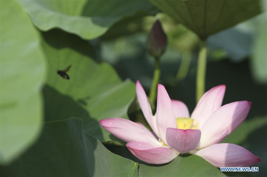 #CHINA-SUMMER-LOTUS (CN)