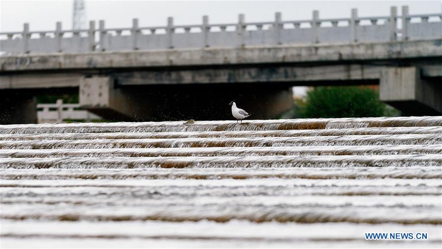 CHINA-QINGHAI-NAKED CARP-MIGRATION-SPAWNING (CN)