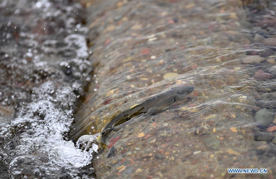 CHINA-QINGHAI-NAKED CARP-MIGRATION-SPAWNING (CN)