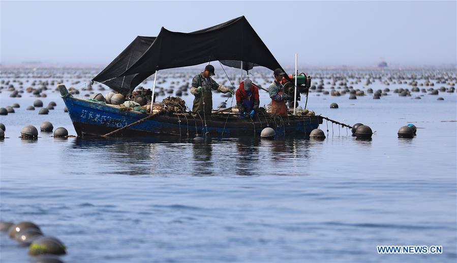 CHINA-DALIAN-CHANGHAI-FISH HARVEST(CN)